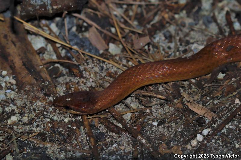 Pine Woods Littersnake (Rhadinaea flavilata)