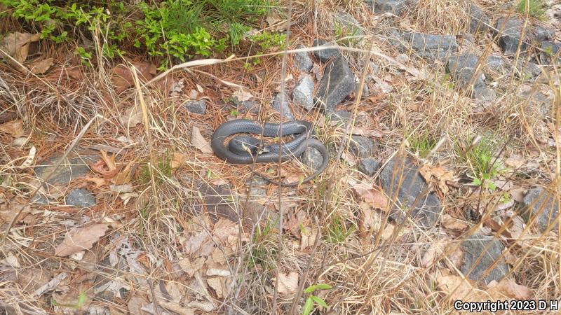 Northern  Black Racer (Coluber constrictor constrictor)