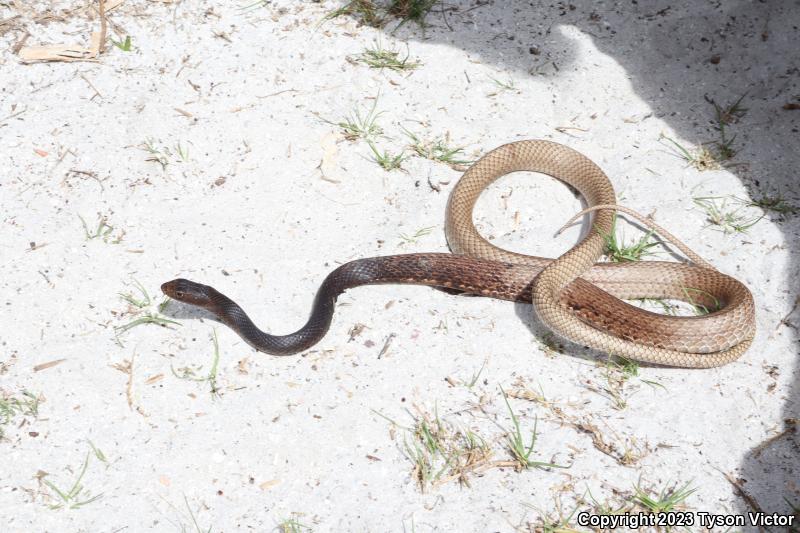 Eastern Coachwhip (Coluber flagellum flagellum)