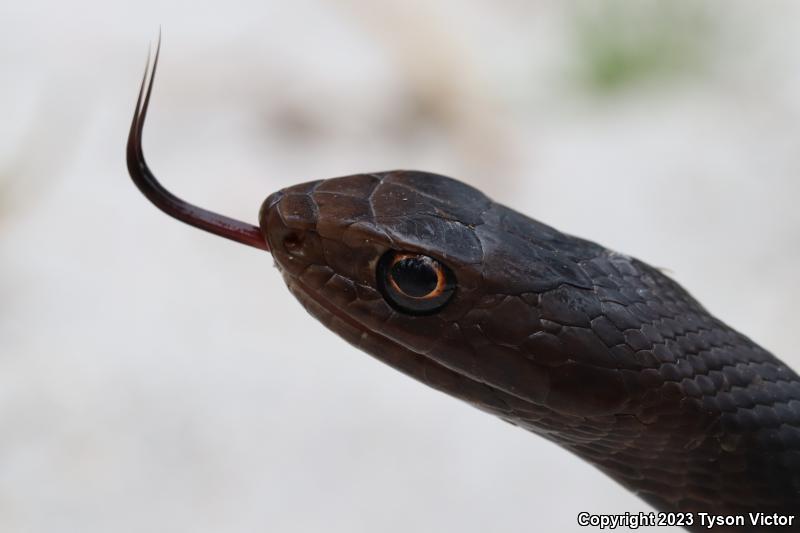 Eastern Coachwhip (Coluber flagellum flagellum)