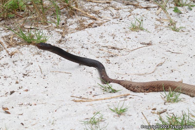 Eastern Coachwhip (Coluber flagellum flagellum)