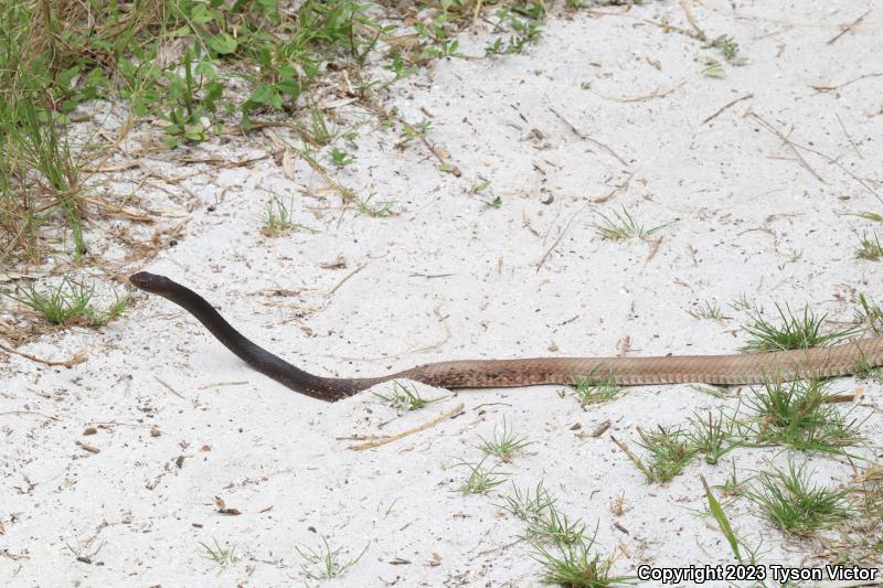 Eastern Coachwhip (Coluber flagellum flagellum)