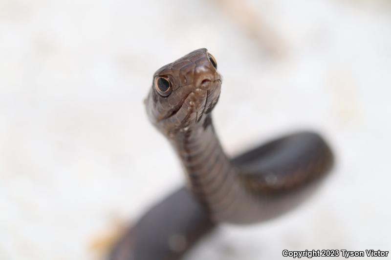 Eastern Coachwhip (Coluber flagellum flagellum)