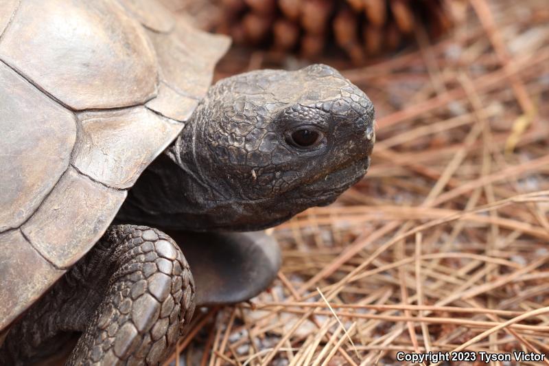 Gopher Tortoise (Gopherus polyphemus)