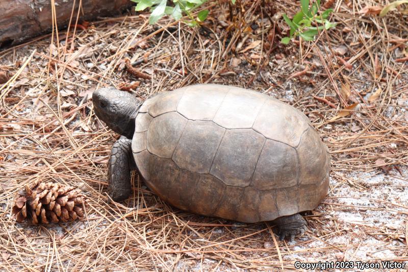 Gopher Tortoise (Gopherus polyphemus)