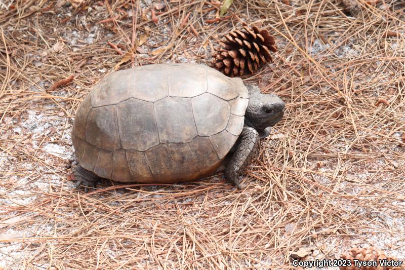 Gopher Tortoise (Gopherus polyphemus)