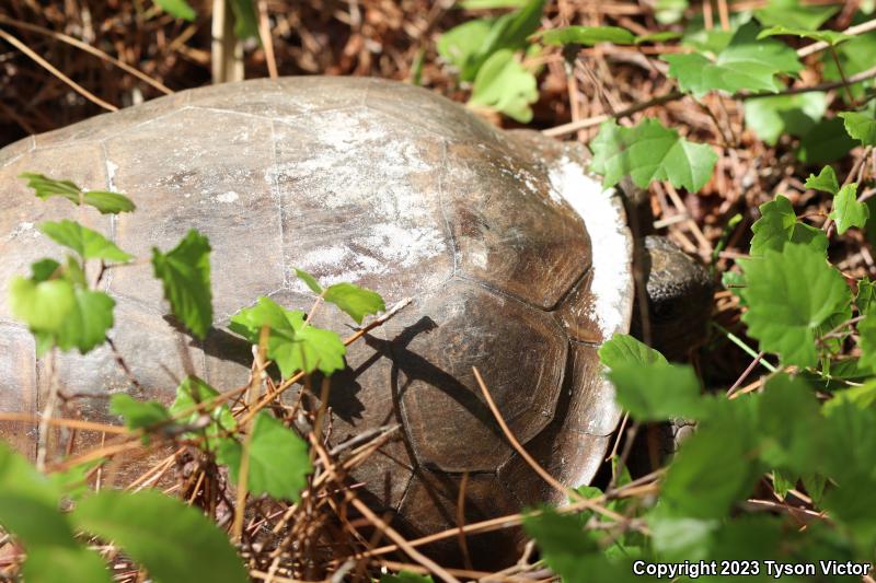 Gopher Tortoise (Gopherus polyphemus)