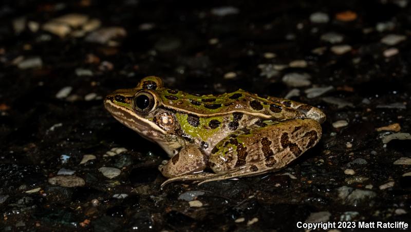 Southern Leopard Frog (Lithobates sphenocephalus utricularius)