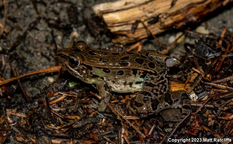 Southern Leopard Frog (Lithobates sphenocephalus utricularius)