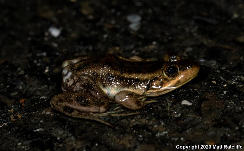 Carpenter Frog (Lithobates virgatipes)