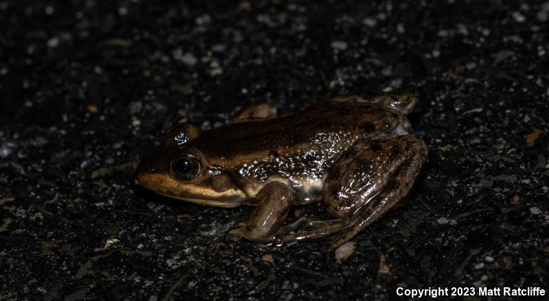 Carpenter Frog (Lithobates virgatipes)