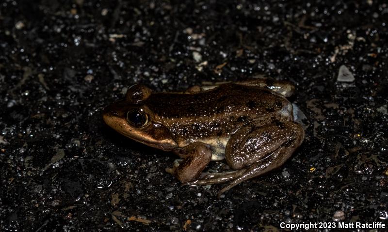 Carpenter Frog (Lithobates virgatipes)