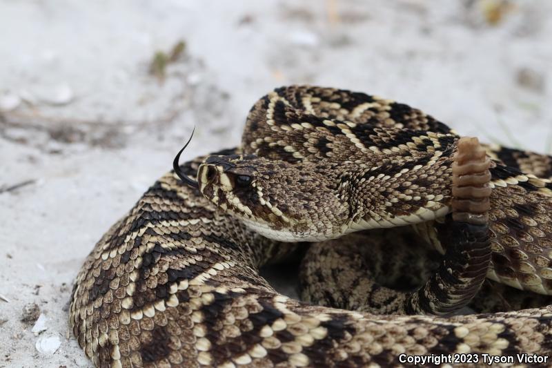 Eastern Diamond-backed Rattlesnake (Crotalus adamanteus)