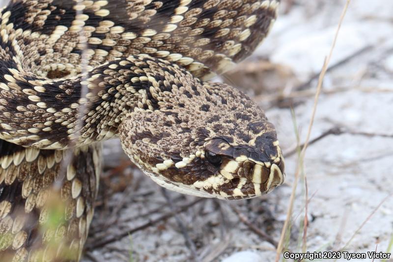 Eastern Diamond-backed Rattlesnake (Crotalus adamanteus)