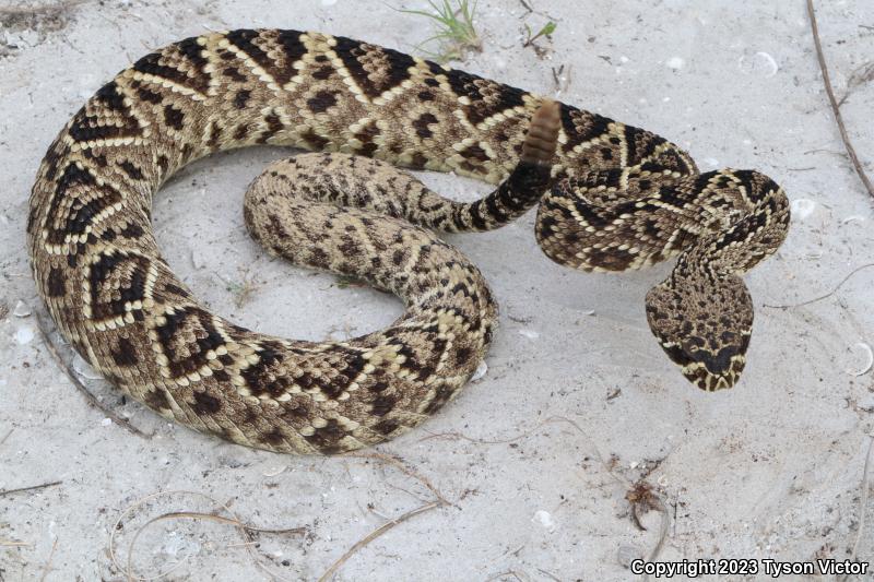 Eastern Diamond-backed Rattlesnake (Crotalus adamanteus)