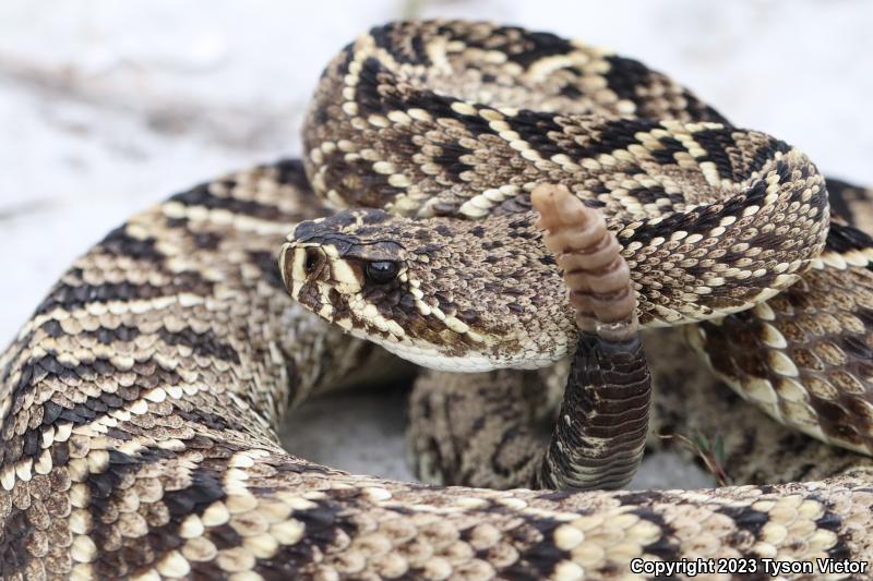 Eastern Diamond-backed Rattlesnake (Crotalus adamanteus)