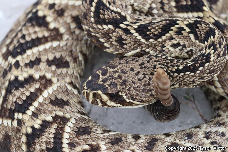 Eastern Diamond-backed Rattlesnake (Crotalus adamanteus)