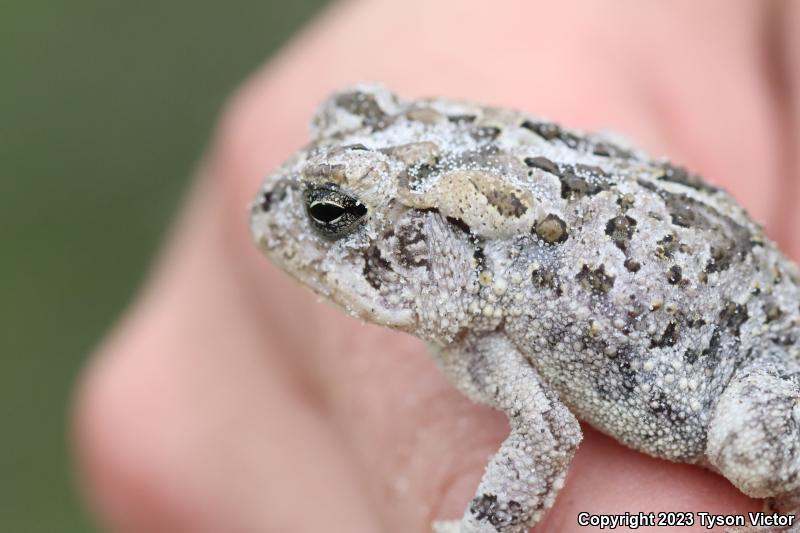 Southern Toad (Anaxyrus terrestris)