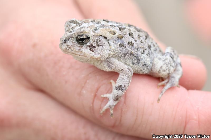 Southern Toad (Anaxyrus terrestris)