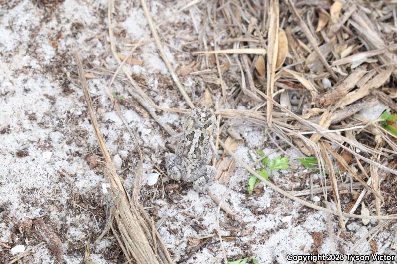 Southern Toad (Anaxyrus terrestris)