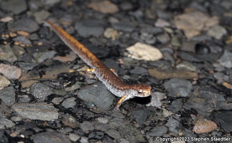 Four-toed Salamander (Hemidactylium scutatum)