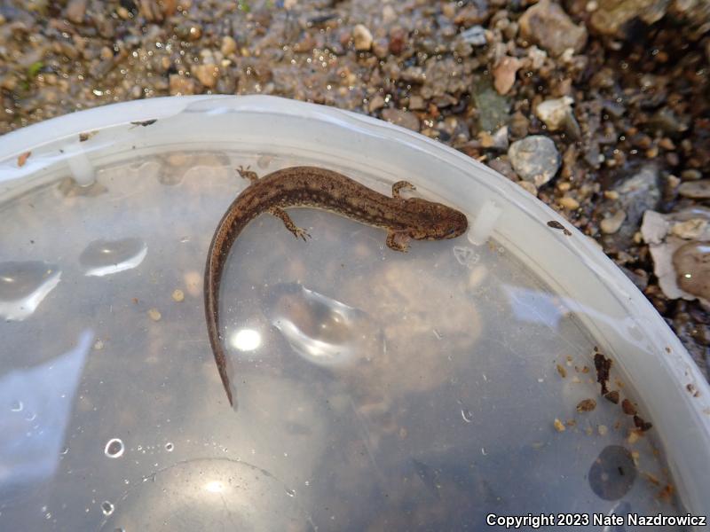 Northern Two-lined Salamander (Eurycea bislineata)