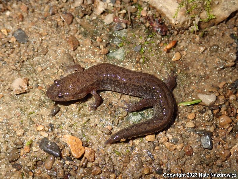 Northern Dusky Salamander (Desmognathus fuscus)