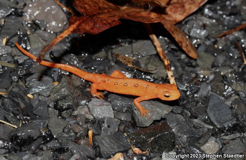 Red-Spotted Newt (Notophthalmus viridescens viridescens)