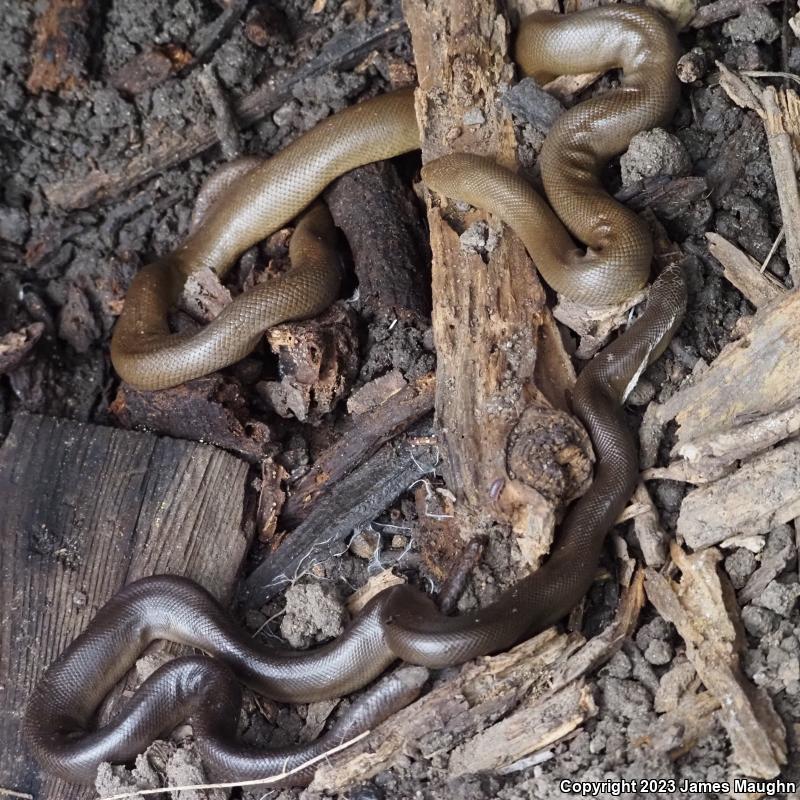 Northern Rubber Boa (Charina bottae)