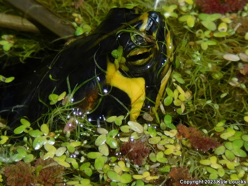 Yellow-bellied Slider (Trachemys scripta scripta)