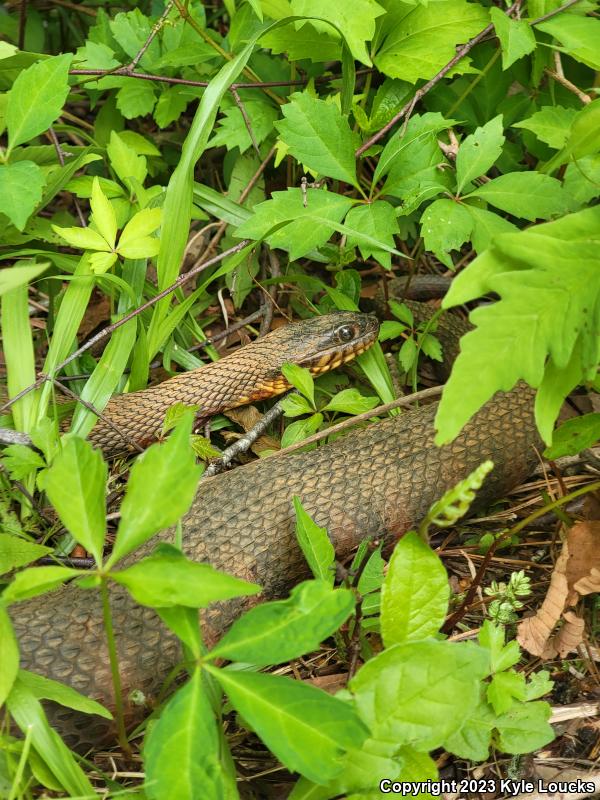 Banded Watersnake (Nerodia fasciata fasciata)