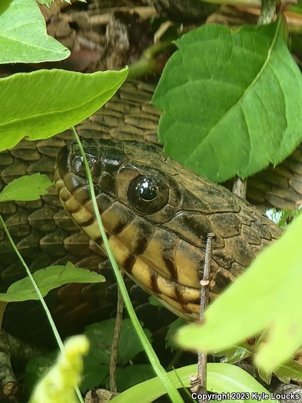 Banded Watersnake (Nerodia fasciata fasciata)