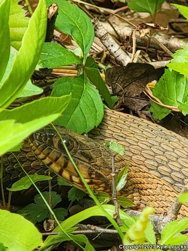 Banded Watersnake (Nerodia fasciata fasciata)