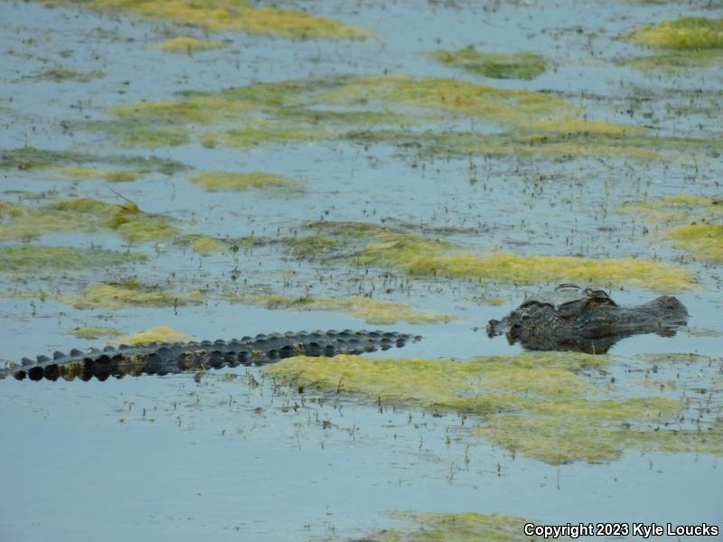 American Alligator (Alligator mississippiensis)