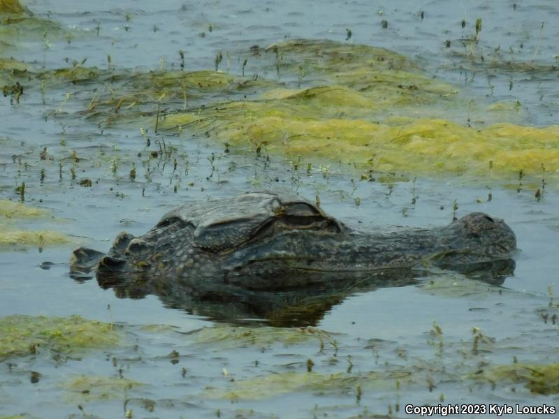 American Alligator (Alligator mississippiensis)