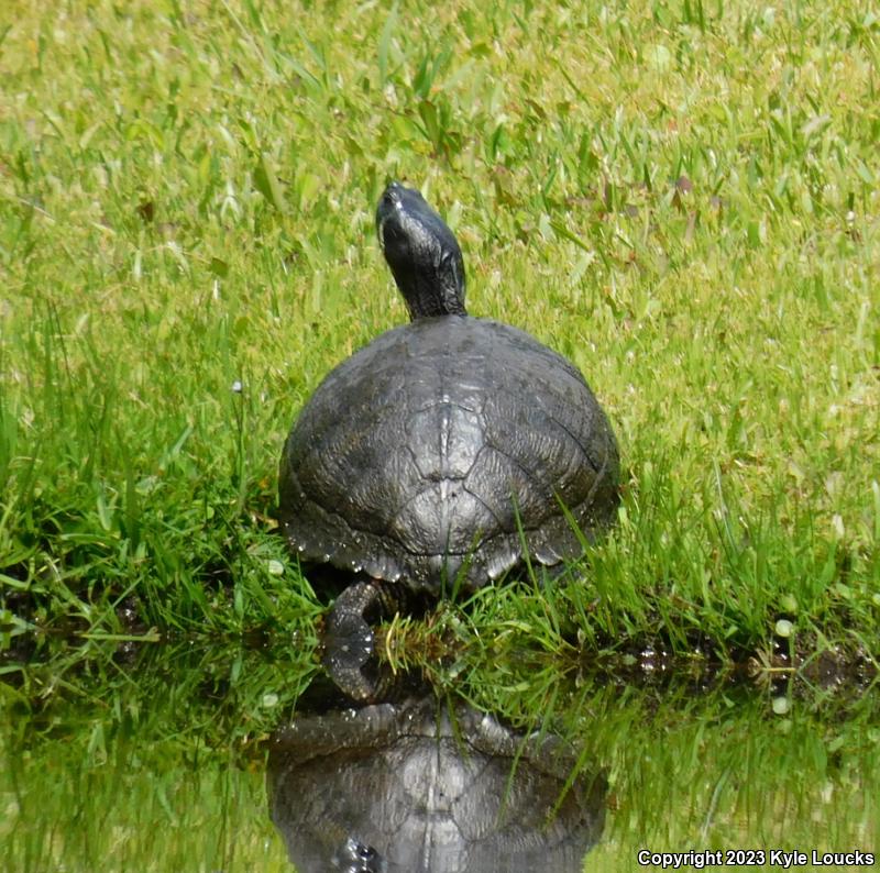 Yellow-bellied Slider (Trachemys scripta scripta)