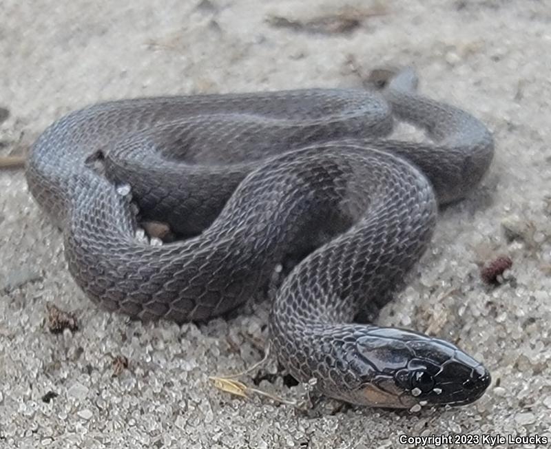 Rough Earthsnake (Virginia striatula)