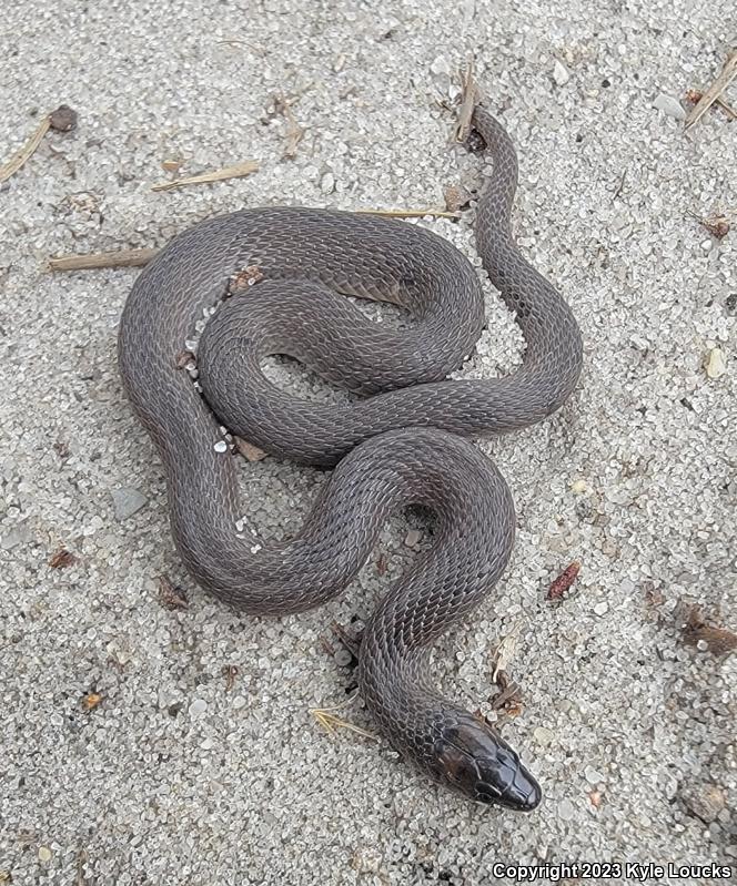 Rough Earthsnake (Virginia striatula)