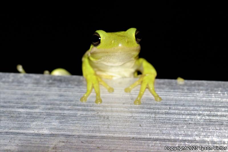 Squirrel Treefrog (Hyla squirella)