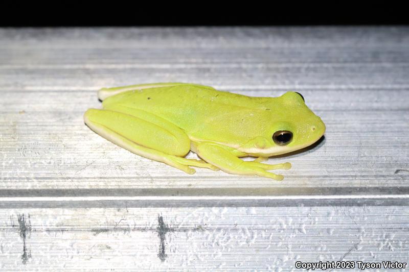 Squirrel Treefrog (Hyla squirella)