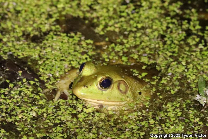 Pig Frog (Lithobates grylio)