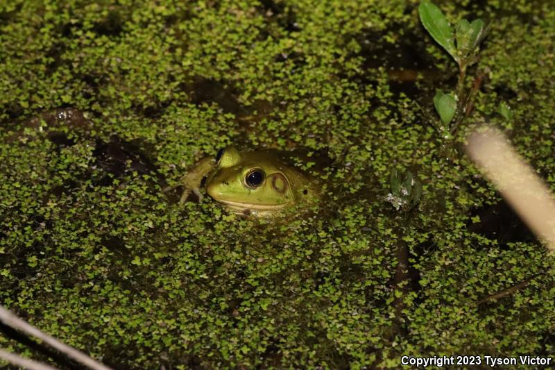 Pig Frog (Lithobates grylio)