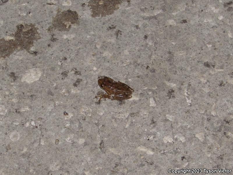 Cuban Treefrog (Osteopilus septentrionalis)