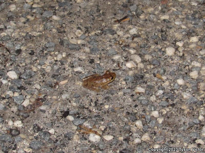 Cuban Treefrog (Osteopilus septentrionalis)