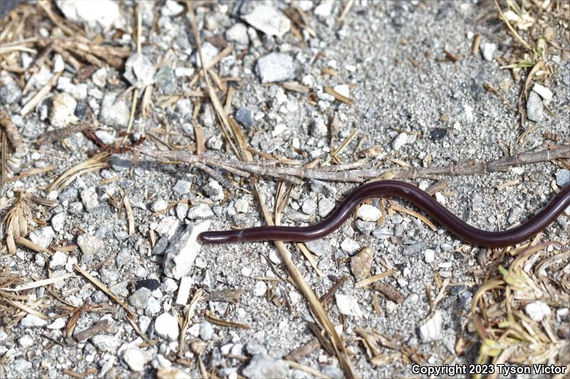 Brahminy Blindsnake (Ramphotyphlops braminus)