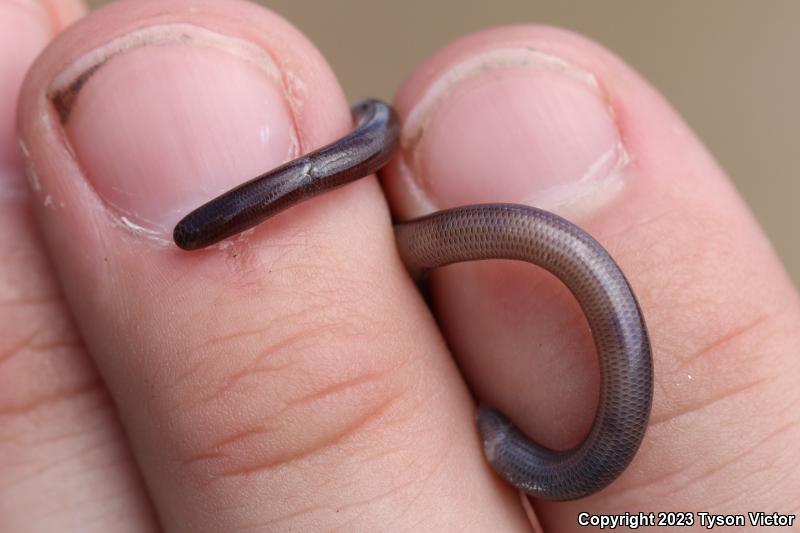 Brahminy Blindsnake (Ramphotyphlops braminus)