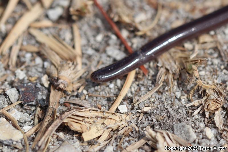 Brahminy Blindsnake (Ramphotyphlops braminus)