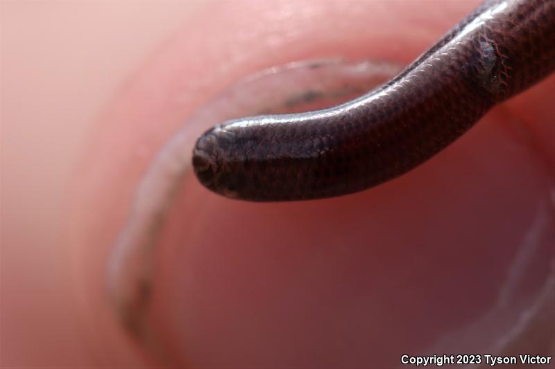 Brahminy Blindsnake (Ramphotyphlops braminus)