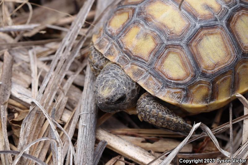 Gopher Tortoise (Gopherus polyphemus)