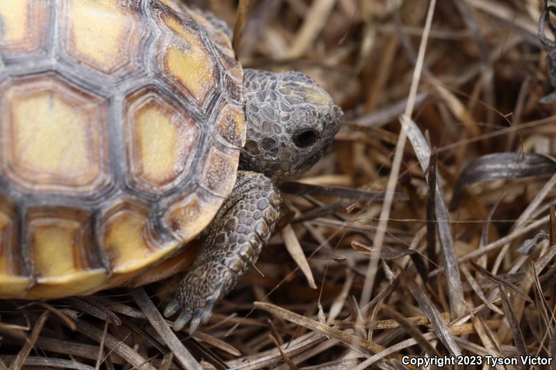 Gopher Tortoise (Gopherus polyphemus)